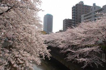 Ciliegi in fiore lungo un canale di Tokyo